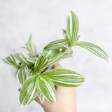 Tradescantia blossfeldiana - Pistachio White - Ed's Plant Shop