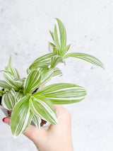 Tradescantia blossfeldiana - Pistachio White - Ed's Plant Shop