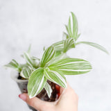 Tradescantia blossfeldiana - Pistachio White - Various Sizes - Ed's Plant Shop