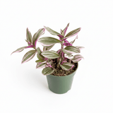 Tradescantia Bubblegum / Lilac 'Nanouk' - Ed's Plant Shop