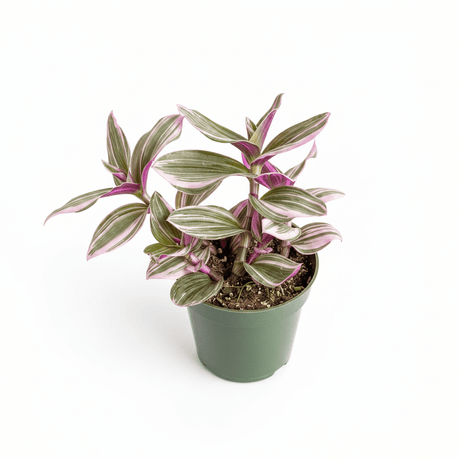 Tradescantia Bubblegum / Lilac 'Nanouk' - Ed's Plant Shop