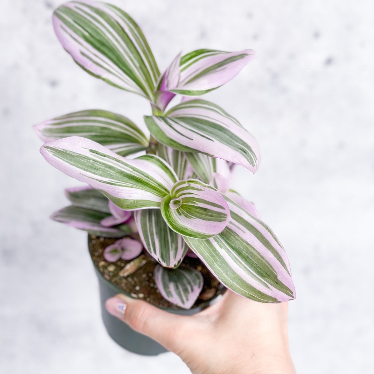 Tradescantia 'Nanouk Bubblegum' | Hanging Basket – Ed's Plant Shop