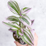 Tradescantia 'Nanouk - Bubblegum Tradescantia - Various Sizes - Ed's Plant Shop