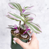 Tradescantia 'Nanouk - Bubblegum Tradescantia - Various Sizes - Ed's Plant Shop