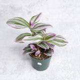 Tradescantia 'Nanouk - Bubblegum Tradescantia - Various Sizes - Ed's Plant Shop