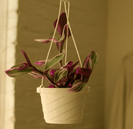 Hanging Tradescantia Bubblegum in Hanging Basket in glowing sunset