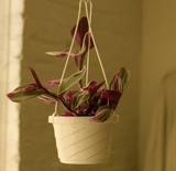 Hanging Tradescantia Bubblegum in Hanging Basket in glowing sunset