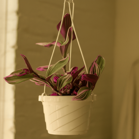 Hanging Tradescantia Bubblegum in Hanging Basket in glowing sunset