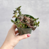 Tradescantia navicularis - Chain Plant - 2.5 Inch - Ed's Plant Shop