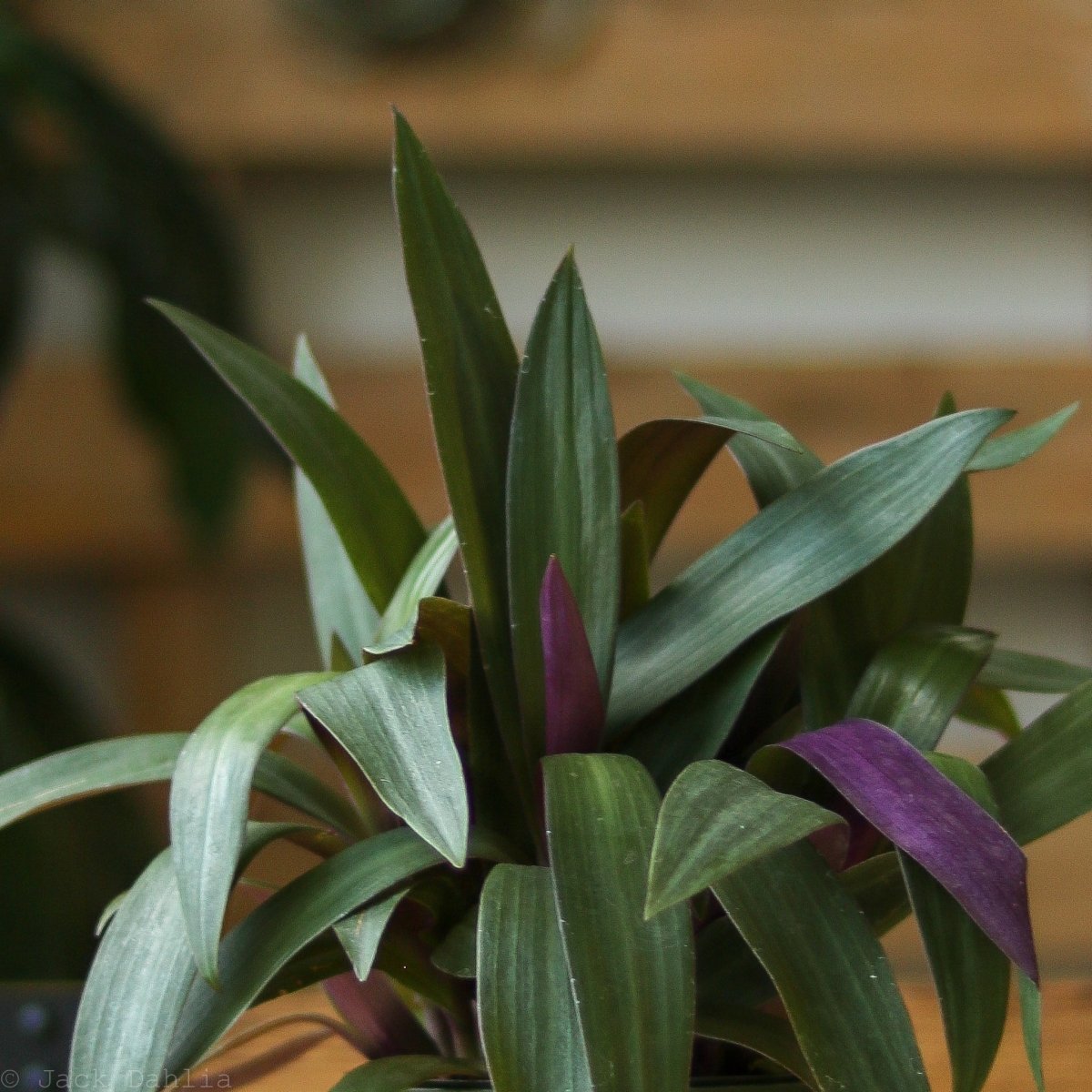 Tradescantia Spathacea Rhoeo 'Moses - in - the - Cradle' - Ed's Plant Shop