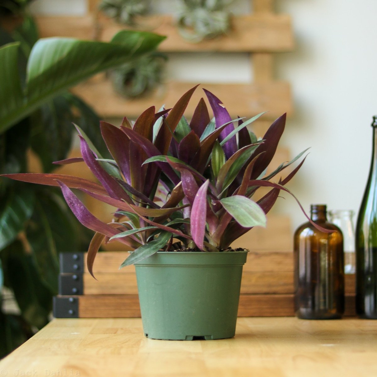 Tradescantia Spathacea Rhoeo 'Moses - in - the - Cradle' - Ed's Plant Shop