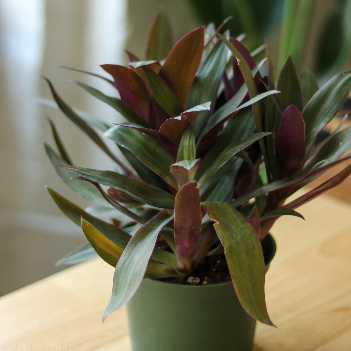 Tradescantia Spathacea Rhoeo 'Moses - in - the - Cradle' - Ed's Plant Shop