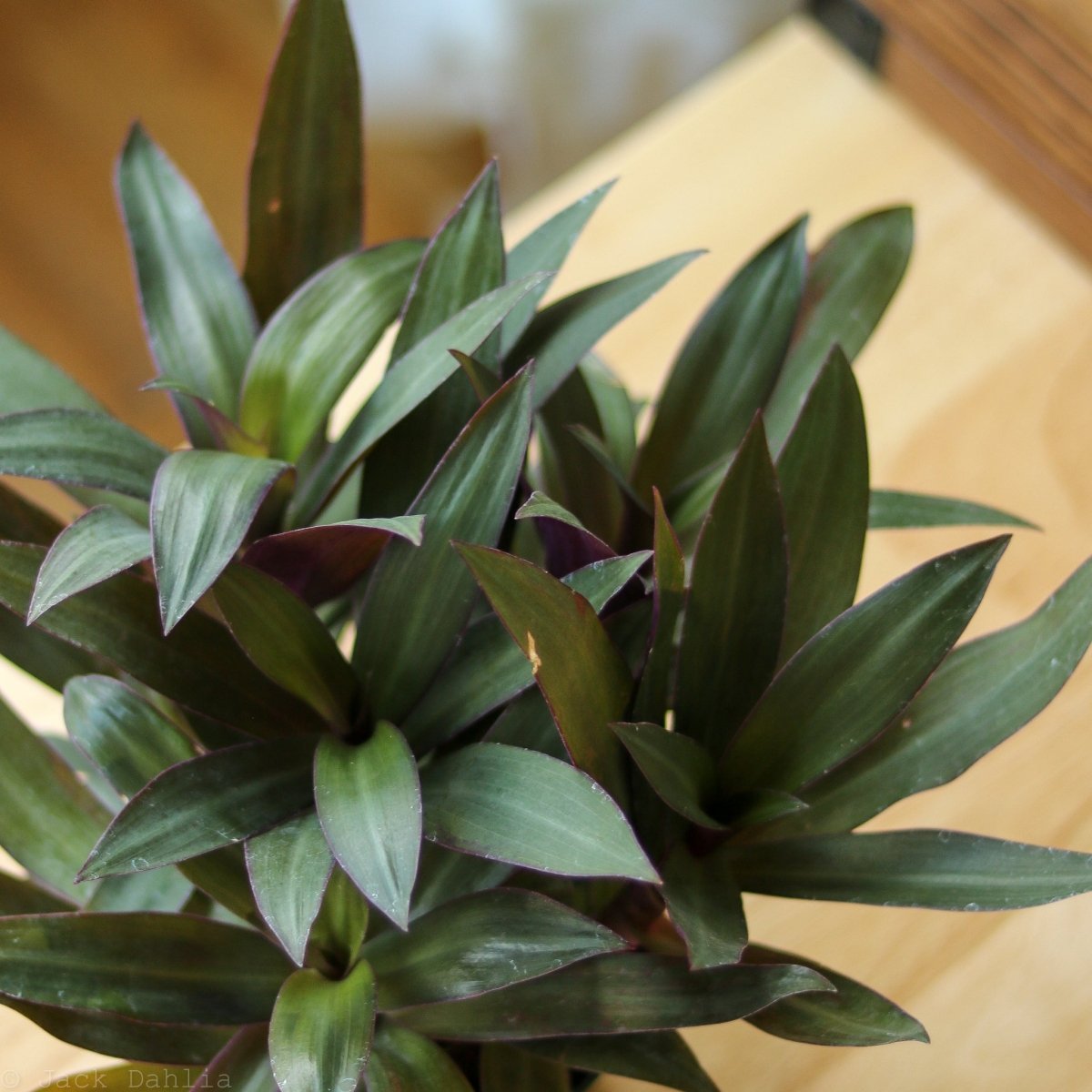 Tradescantia Spathacea Rhoeo 'Moses - in - the - Cradle' - Ed's Plant Shop