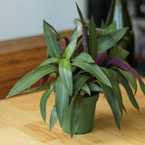 Tradescantia Spathacea Rhoeo 'Moses - in - the - Cradle' - Ed's Plant Shop