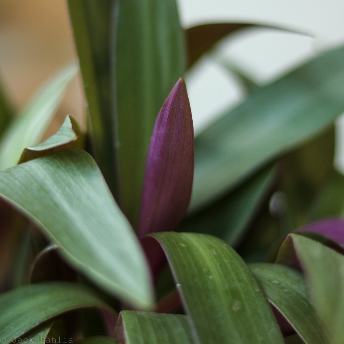 Tradescantia Spathacea Rhoeo 'Moses - in - the - Cradle' - Ed's Plant Shop