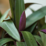 Tradescantia Spathacea Rhoeo 'Moses - in - the - Cradle' - Ed's Plant Shop