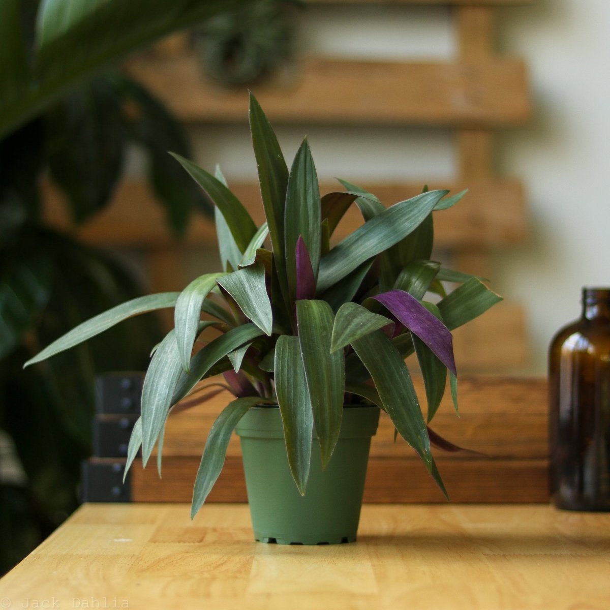 moses in the cradle plant indoor 4" Nursery Pot