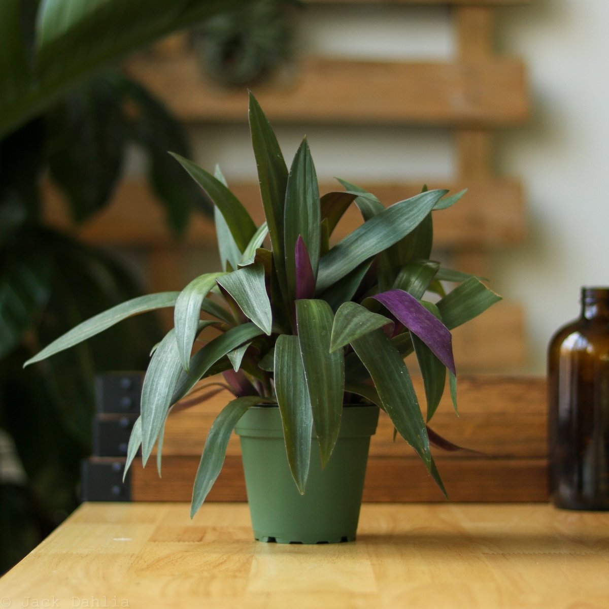 Tradescantia Spathacea Rhoeo 'Moses - in - the - Cradle' - Ed's Plant Shop