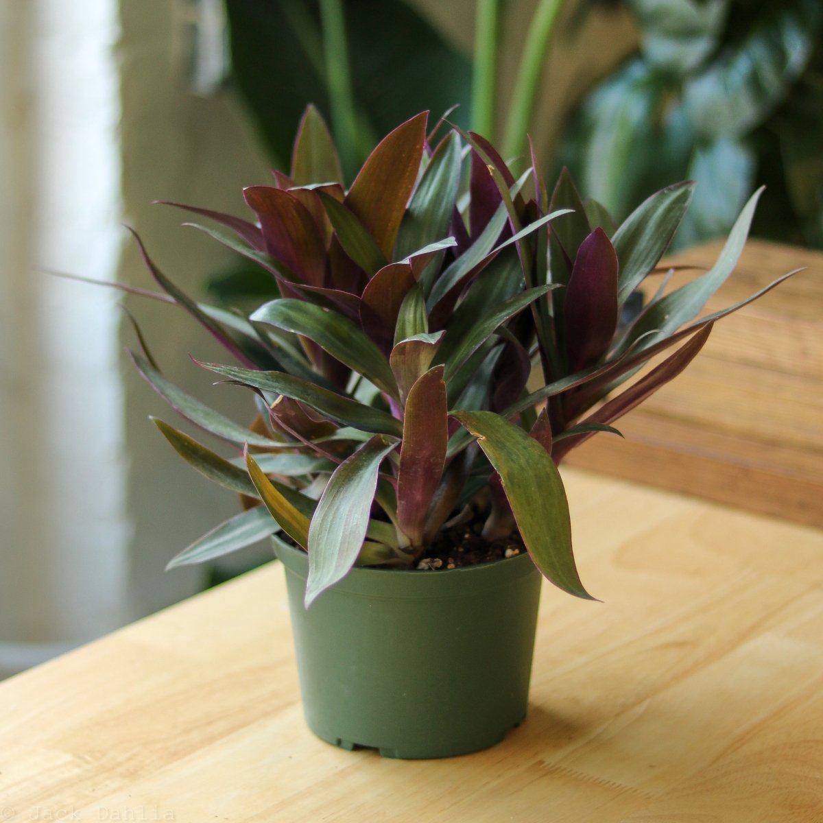 Tradescantia Spathacea Rhoeo 'Moses-in-the-Cradle'