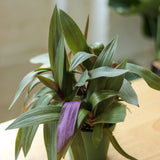 Tradescantia Spathacea Rhoeo 'Moses - in - the - Cradle' - Ed's Plant Shop