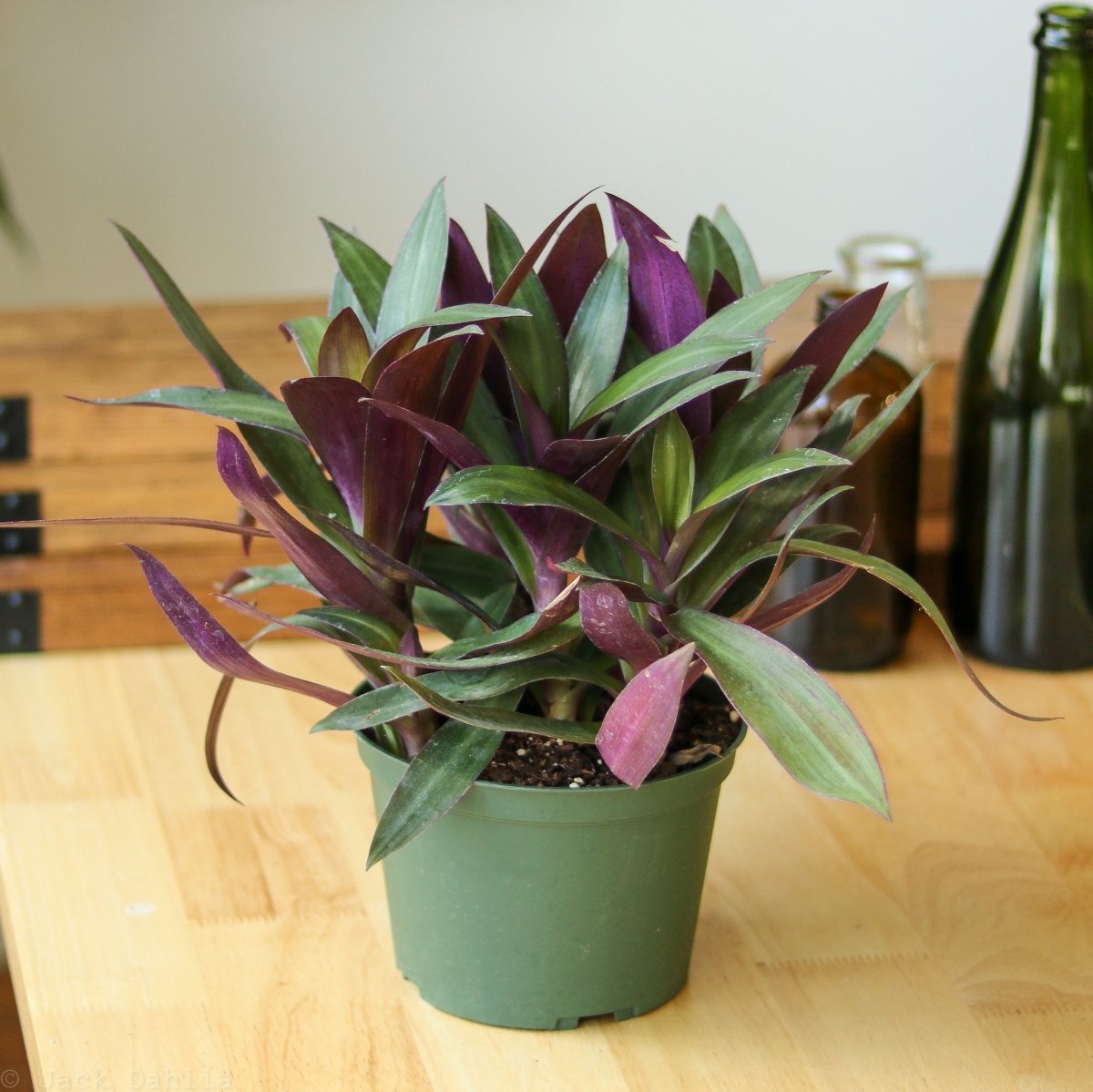 Tradescantia Spathacea Rhoeo 'Moses - in - the - Cradle' - Ed's Plant Shop