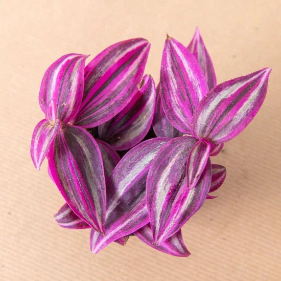 Purple and white striped Tradescantia zebrina ‘Pink Paradise leaves on a beige background