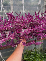 Tradescantia zebrina ‘Pink Paradise plant held by a hand in a greenhouse setting