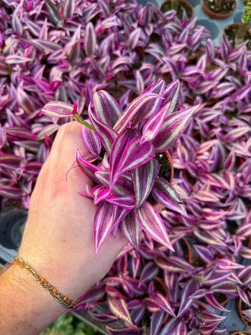 Tradescantia zebrina ‘Pink Paradise’ – Pink & Silver Variegated Trailing Houseplant - Ed's Plant Shop