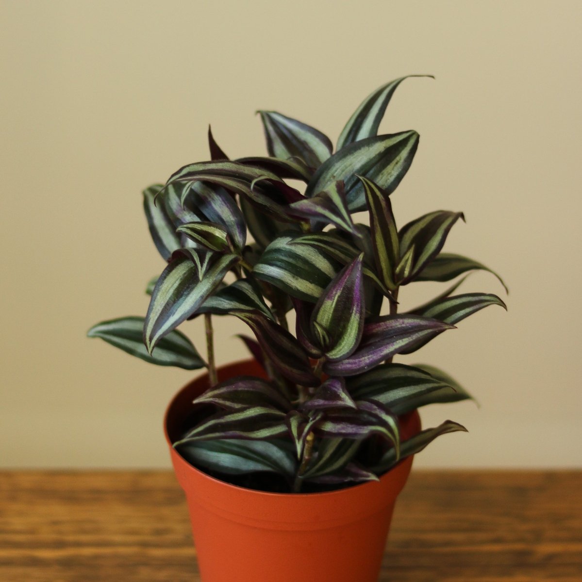 Tradescantia Zebrina 'Wandering Dude' - Ed's Plant Shop