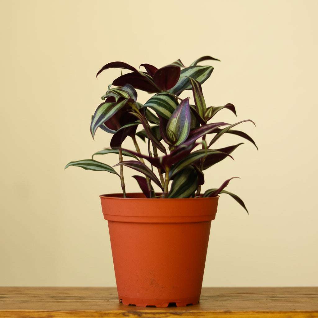 wandering jew plant pot size Tradescantia Zebrina Wandering Dude