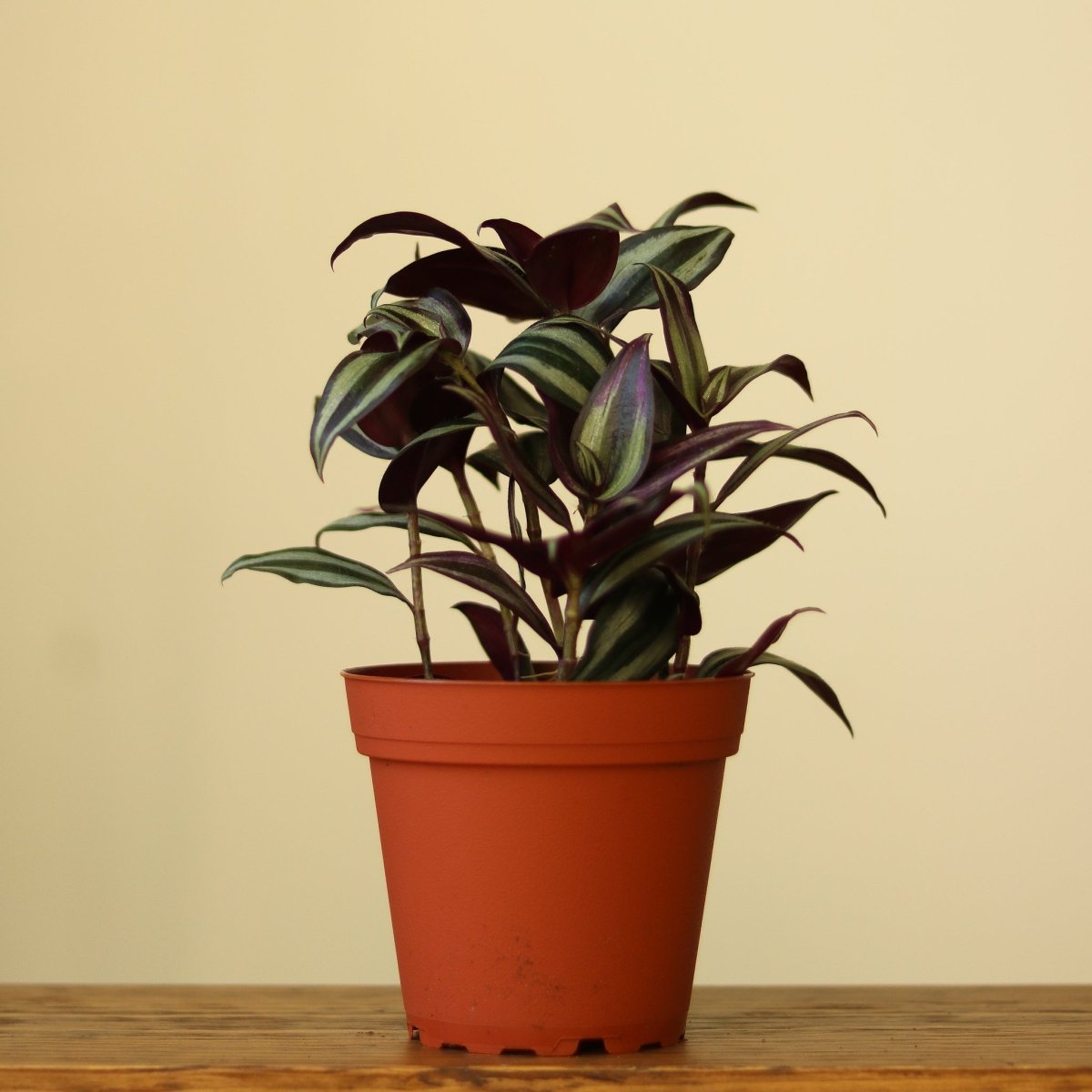 Tradescantia Zebrina 'Wandering Dude' - Ed's Plant Shop