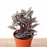Tradescantia Zebrina 'Wandering Dude' - Ed's Plant Shop