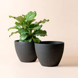 Tuileries Planter Pot - 11.3 Inch - Ed's Plant Shop