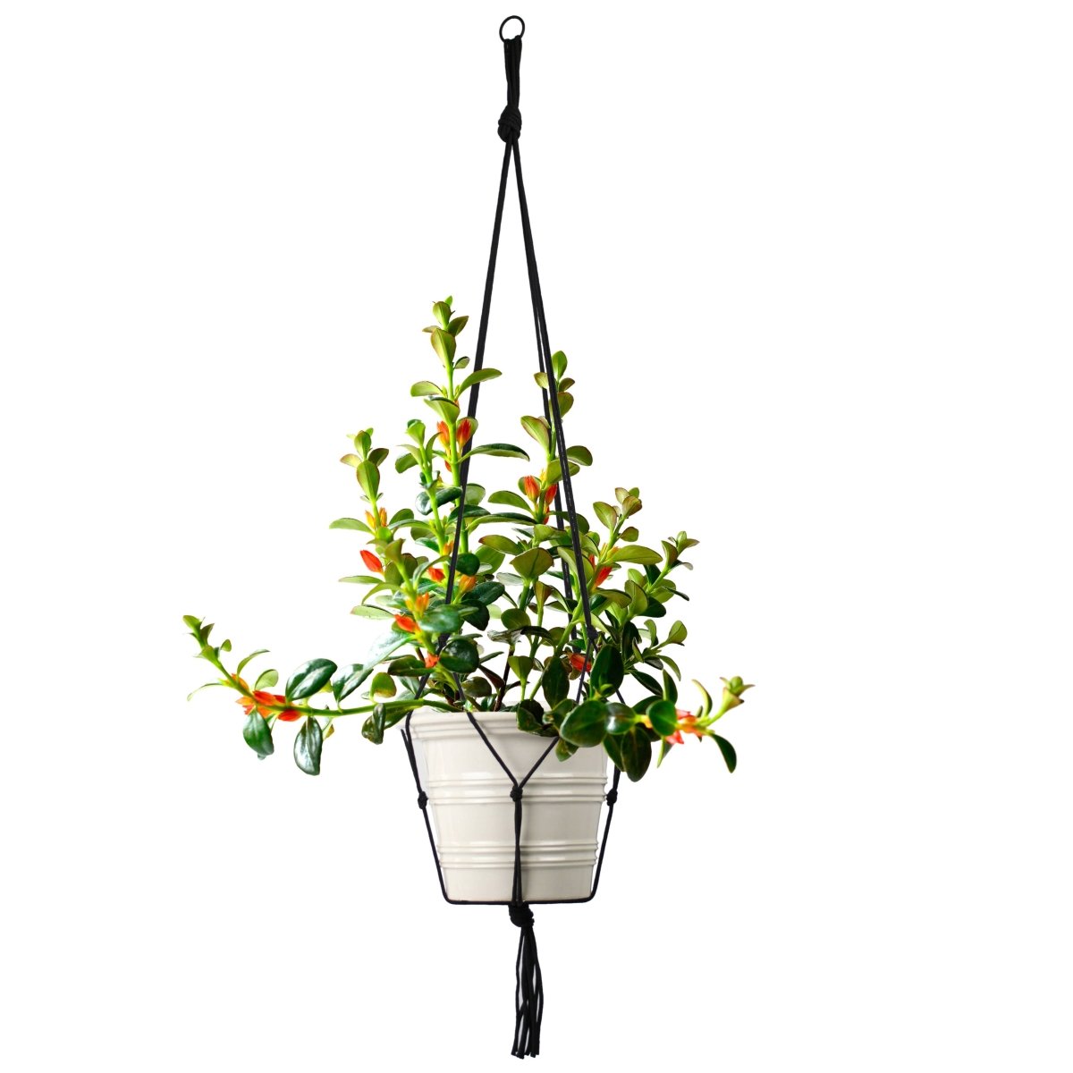 black macrame plant hanger Universal Black Macramé Plant Hanger – Economical, Fits Most Pots