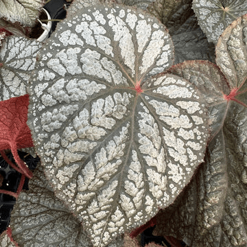 Close-up of a variegated Vampire Slayer Begonia – Emma's Evolution Series leaf with a silvery-white patterned upper surface, dark green veining, and red margins, surrounded by other foliage.