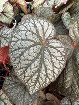 Vampire Slayer Begonia – Emma's Evolution Series