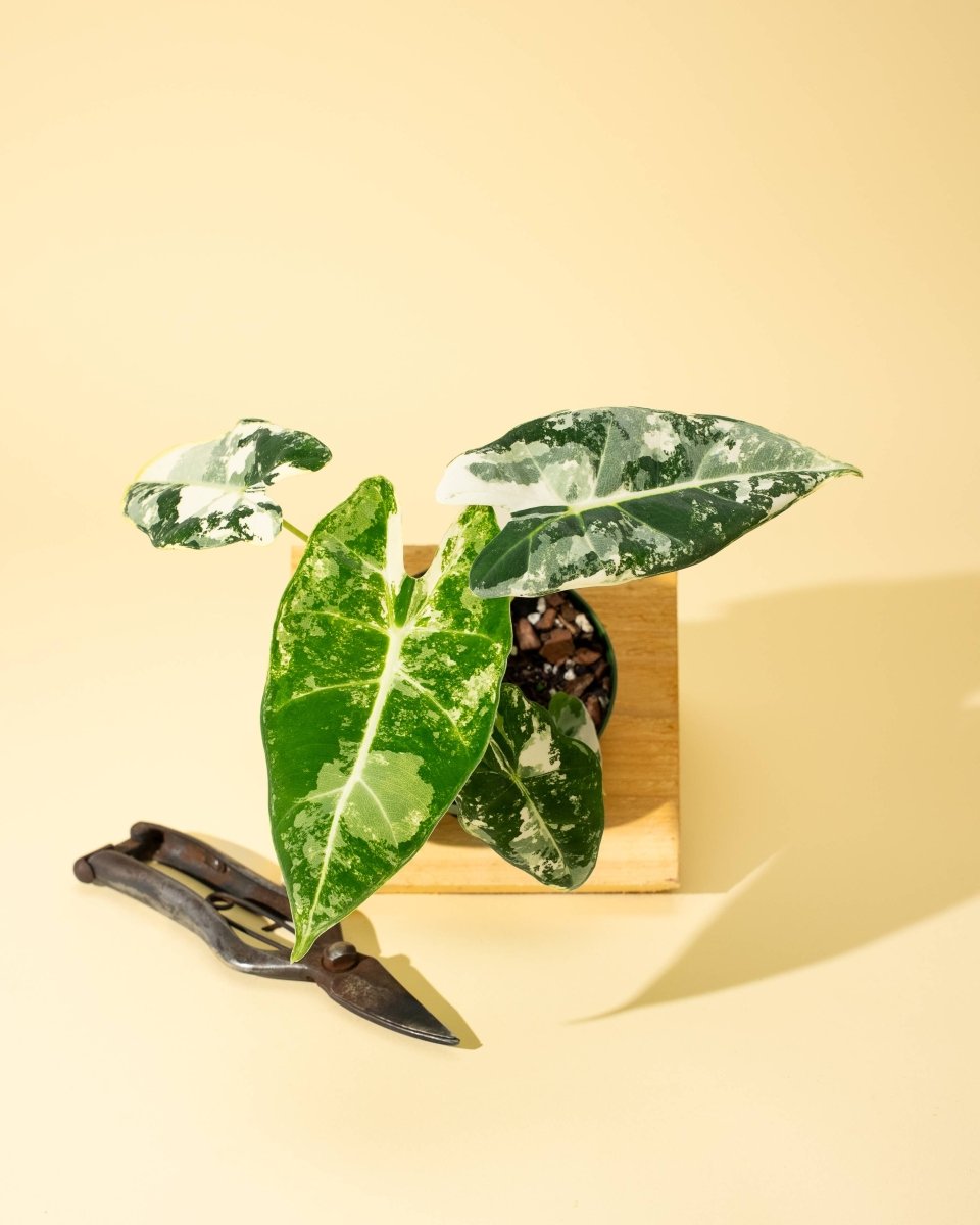 alocasia plant frydek elephant ear Alocasia Frydek Variegata