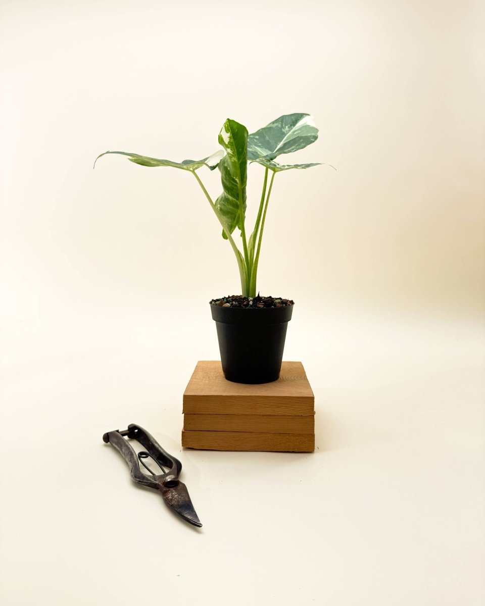 Variegated Alocasia 'Macrorrhiza' – Giant Foliage with Creamy White Marbling - Ed's Plant Shop