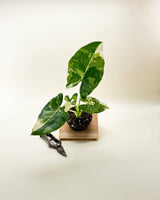 Variegated Alocasia 'Macrorrhiza' – Giant Foliage with Creamy White Marbling - Ed's Plant Shop