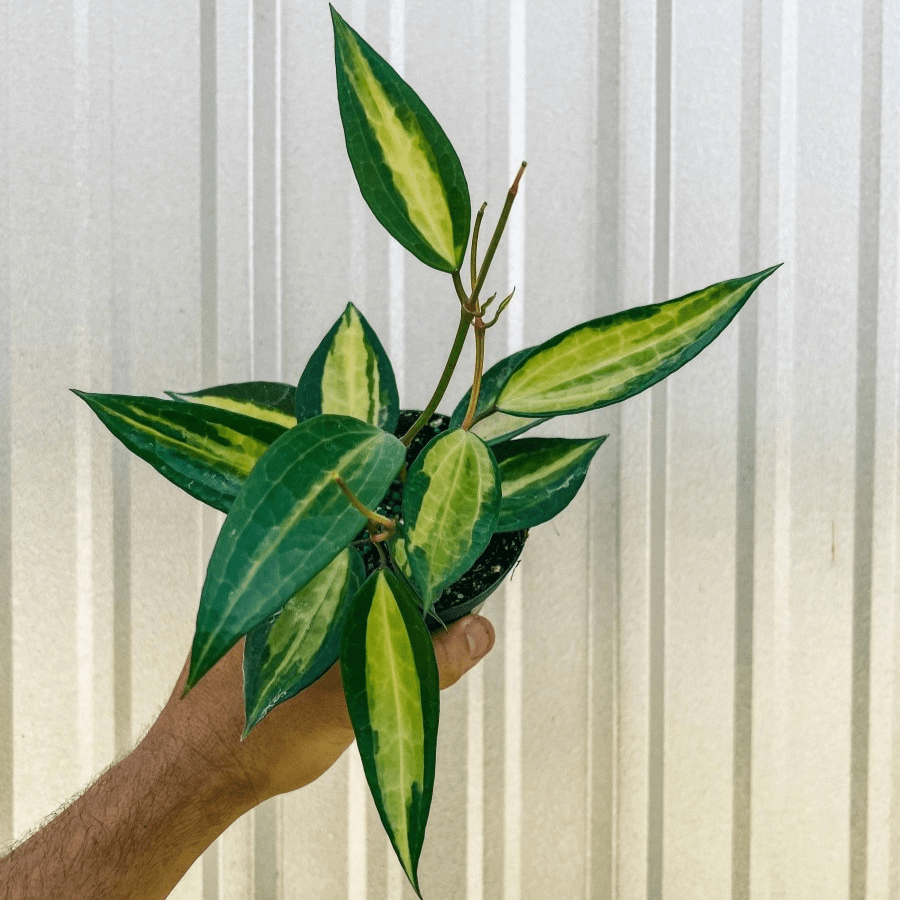 hoya plant pot size Variegated Hoya Macrophylla 'Pot of Gold'