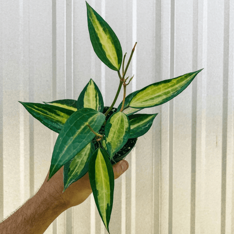 Variegated Hoya Macrophylla 'Pot of Gold' - Ed's Plant Shop