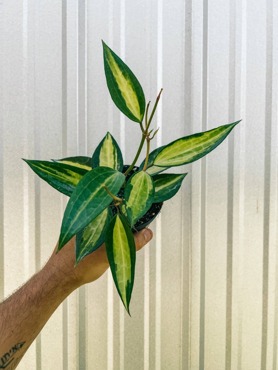 (S)ホヤ ポットオブゴールド Hoya macrophylla 'Pot of Gold' | Variegated Wax Plant – Ed's Plant