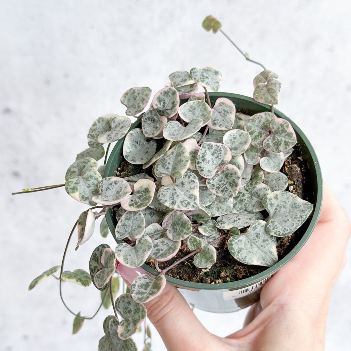 variegated string of hearts succulent Variegated String of Hearts
