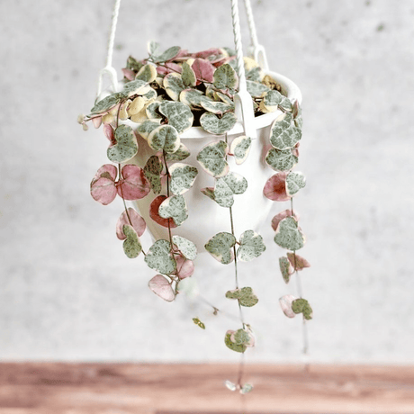 Variegated String of Hearts in a 4.5 inch hanging basket with green and cream heart-shaped leaves.