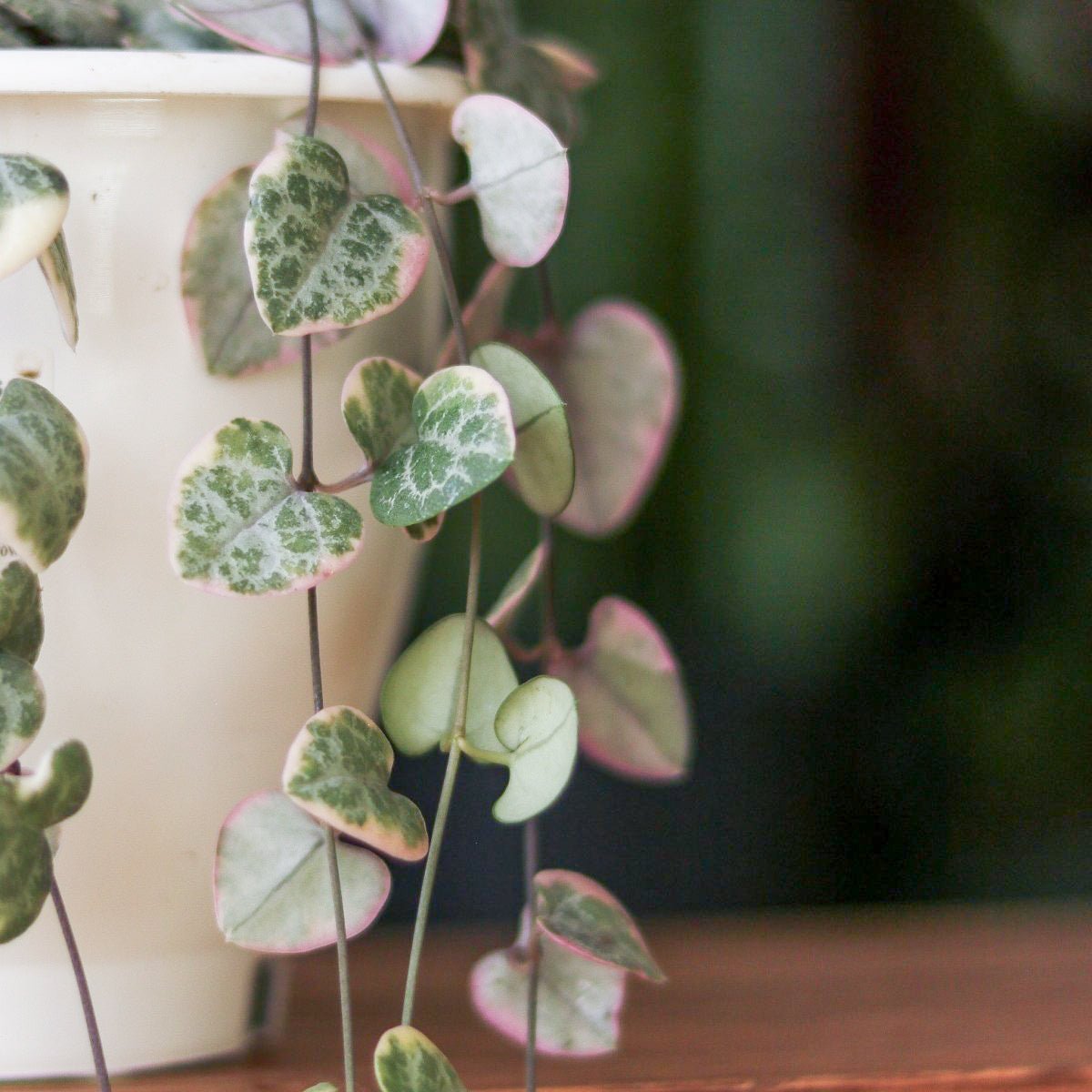 Variegated String Of Hearts - Ceropegia Woodii Variegata - 4.5 Inch Hanging Basket - Ed's Plant Shop