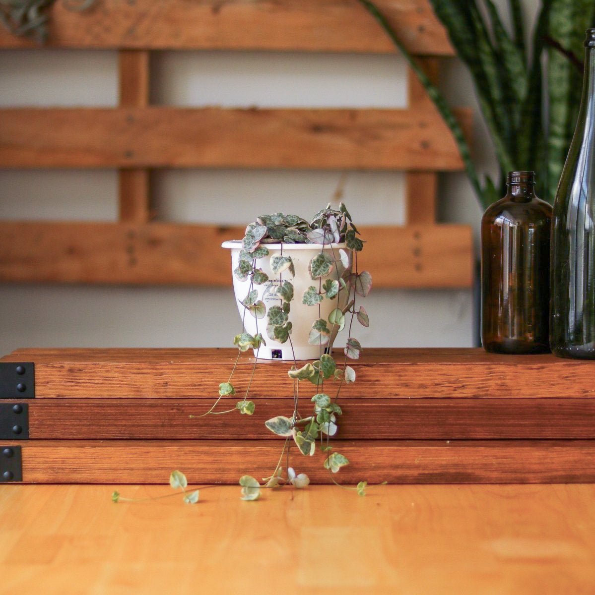 hearth and hand hanging plant Variegated String of Hearts – Ceropegia woodii variegata