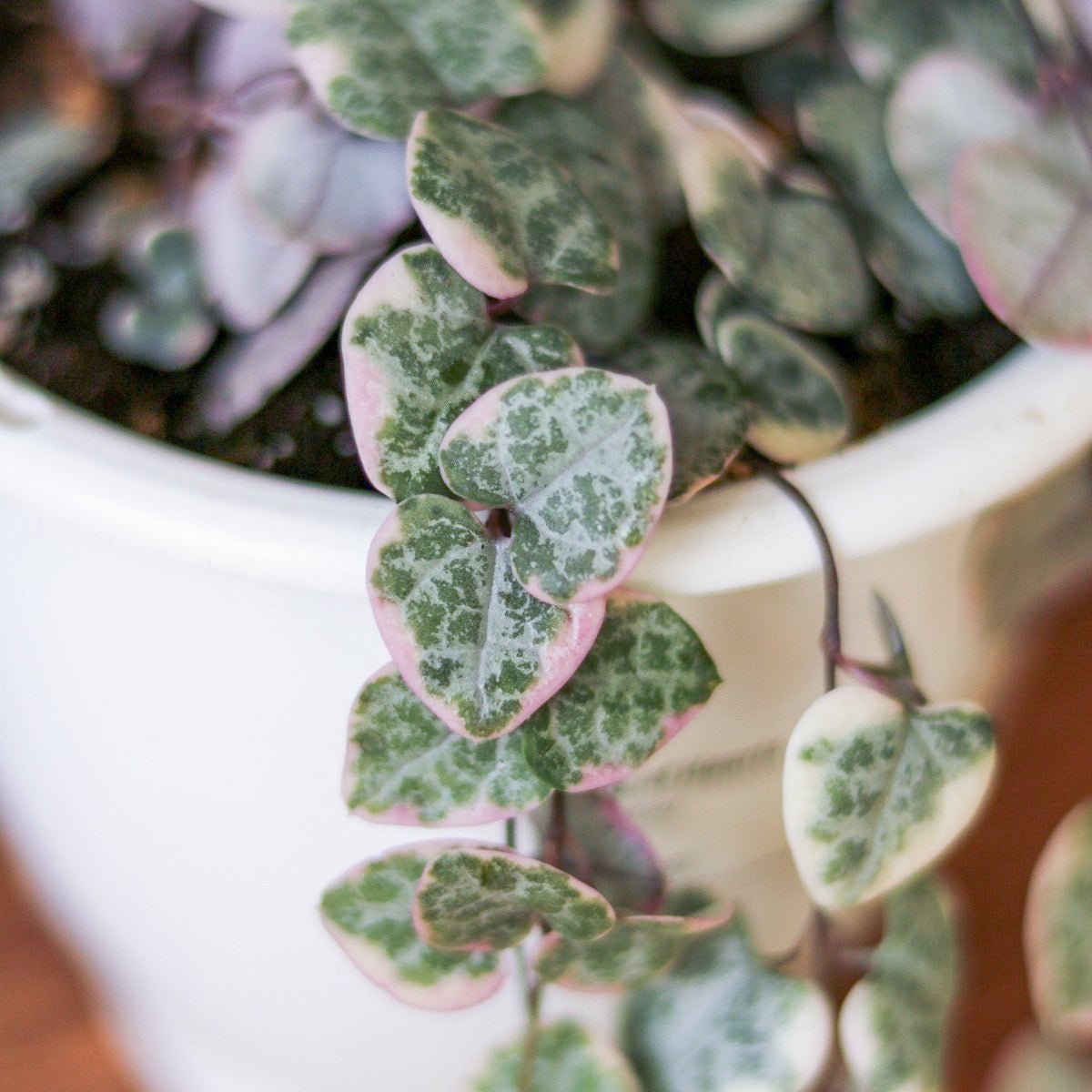 Variegated String of Hearts – Ceropegia woodii variegata | Ed's