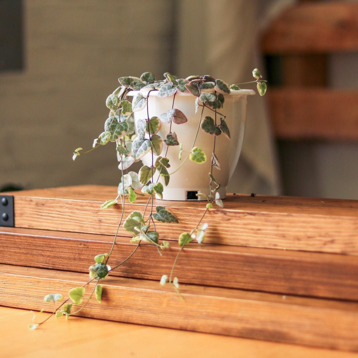 hearth and hand hanging plant Variegated String of Hearts – Ceropegia woodii variegata