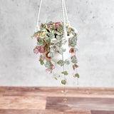 Variegated String Of Hearts - Ceropegia Woodii Variegata - 4.5 Inch Hanging Basket - Ed's Plant Shop