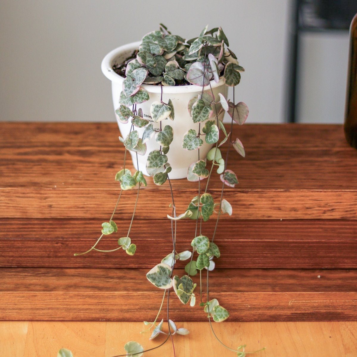 Variegated String of Hearts – Ceropegia woodii variegata | Ed's